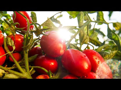 Daržovių padažo koncentratas Le Verdurine, 130g
